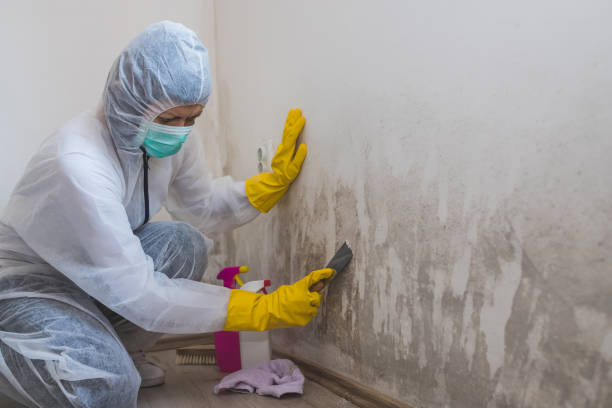 Professional Mold Remediation in Alexander, AR